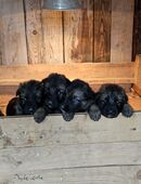 Hundewelpen Deutscher Schäferhund Stockhaar in 37589