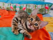 Bengal Katzenbabys Kitten mit Stammbaum - Erkelenz