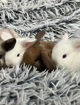 Zwergkaninchen Miniloop Zwergwidder Schlappohrkaninchen Kaninchen - Lohne (Oldenburg) Zentrum