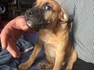 Boerboel / Mix - Bad Freienwalde (Oder)