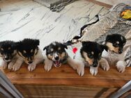 Amerikanische Langhaarcollies Welpen - Zwiesel
