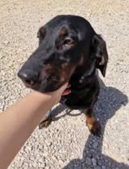 Die kleine💕Tilda💕 sucht ihre Menschen - Freilassing