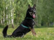 Sozialer Grey sucht seine Familie - Duisburg