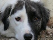 Sara sucht endlich ihr Zuhause - Kallmünz