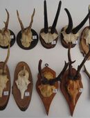 Gamsbock Gams Gämse Gemse Rehbock Reh Gehörn Geweih Trophäe Krickerl 2 Kg in 81369