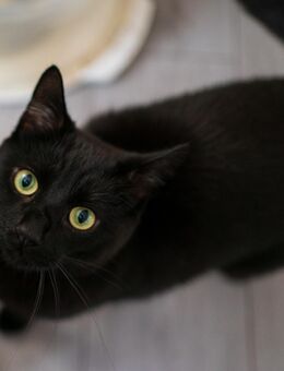 EKH-Katze Schwarz - Gelsenkirchen Bulmke-Hüllen