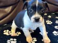 Boston Terrier-Jack Russell Mix Welpen - Nettersheim