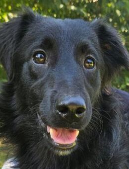 Lindo - Süßer Schatz - Obertshausen