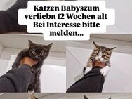 Kleine Süsse Kitten zum verlieben - Dortmund