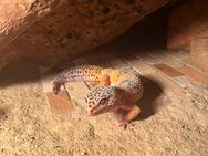 Leopardengeckos Weibchen - Glückstadt