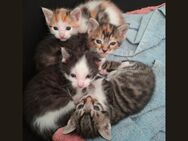 Katzenbabys, Kitten, Kätzchen - Pohle