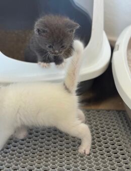 BKH/Maine-Coon Kitten - Eisleben (Lutherstadt)