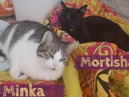 Schenkst du Minka & Mortisha ein Zuhause - München