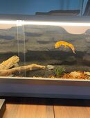 SUCHE Leopardgecko, männlich in 01257