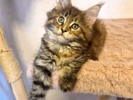 Maine Coon Kitten - Nienburg (Weser)