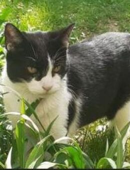 Cielo - der anghängliche Freigeist - Poing