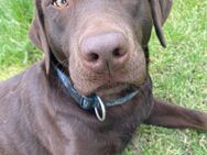 Labrador Hündin - Zwenkau