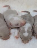 Zuckersüße Rennmäuse suchen neun Körnergeber in 68159