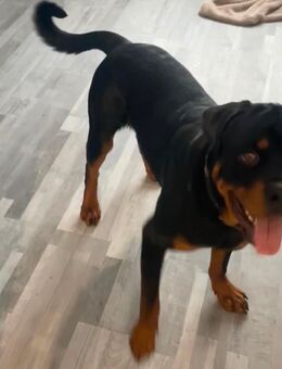 10 Monate alter Rüde sucht für-immer Zuhause - Elmshorn