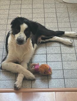 Australian Shepherd Welpe (rüde) zu Verkaufen - Krefeld