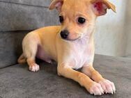 ABGABEBEREIT Chihuahua Welpen reinrassig - Buseck