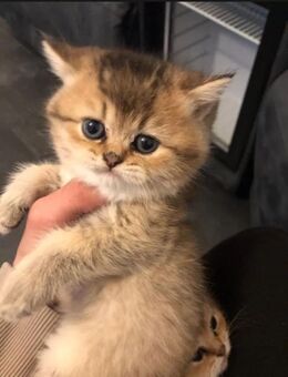 Bkh golden Shell kitten abgabebereit - Gelsenkirchen