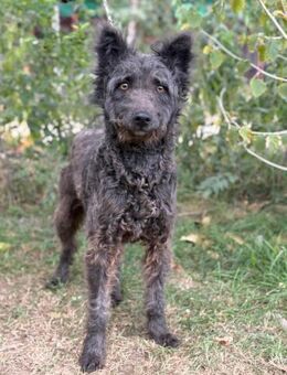 Zelmira - schenkst Du ihr ein Zuhause? - Köln