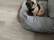 Bullywelpe - Hage