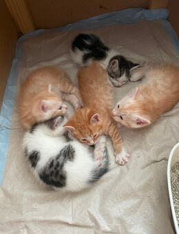 Süße Katzenbabys - Schwanewede