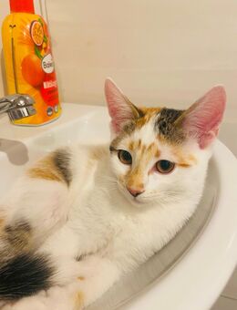 Katzen Baby - Homburg
