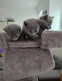 Russisch Blau, Russian Blue Kitten, männlich - Speicher