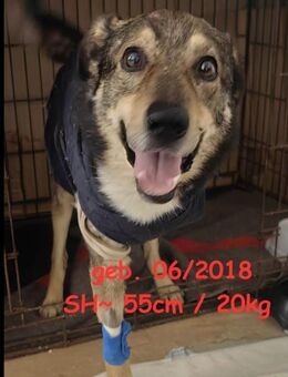 Diego - tapfere Kämpfer mit großem Herz - Rinteln