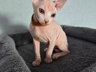 Süße Sphinx Kitten !!!Abholbereit !!! - Wolfenbüttel