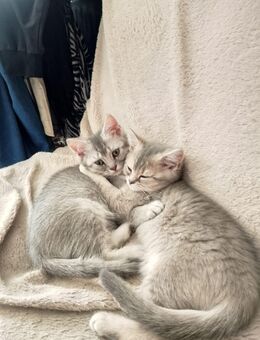 BKH Kitten suchen neues Zuhause - Kamp-Lintfort