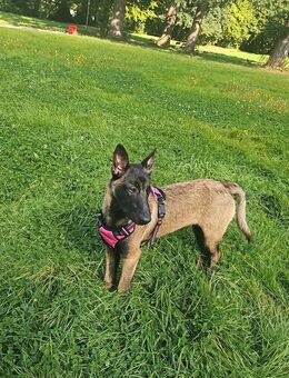 Belgischer Schäferhund Malinois/ Mechelse Herder, 6 Monate, geimpft & gechippt - Hamburg