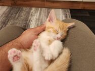 Katzenbaby Kitten zum abgeben - Augsburg