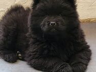 Chow-chow Welpe ( Reinrassig)