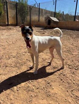 Hübscher Chiwi - Berlin