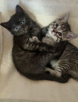 Britisch Kurzhaar Bkh Mix Kitten - Heusweiler