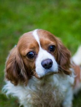 Adel, liebes CavalierKingCharles Mädchen - Remagen