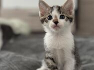 Kitten zuckersüß abzugeben - Achern