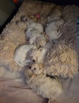 Welpen Bishon - Simbach (Inn) Zentrum