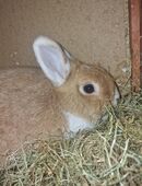 Kaninchen Hasen Zwergkaninchen ihn braun in 90471