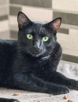 🌙 Samtpfote Velvet sucht dich 🐾 - Eislingen (Fils)