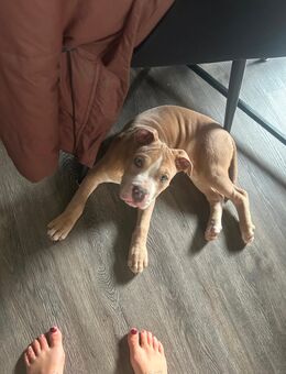 American bulldog - Joachimsthal Zentrum