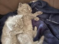 Britisch-kurzhaar kitten - Bremen