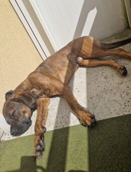 Hund - Zerbst (Anhalt)