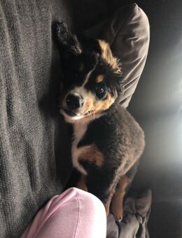 Berner Sennenhund Welpin – 4,5 Monate jung – verspielt & kinderlieb - Augsburg