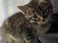 Kitten Mix in liebevolle Hände abzugeben - Tauberbischofsheim