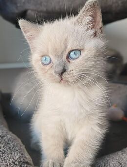 BKH Point Kater/ Auszugsbereit zu sofort - Hamburg